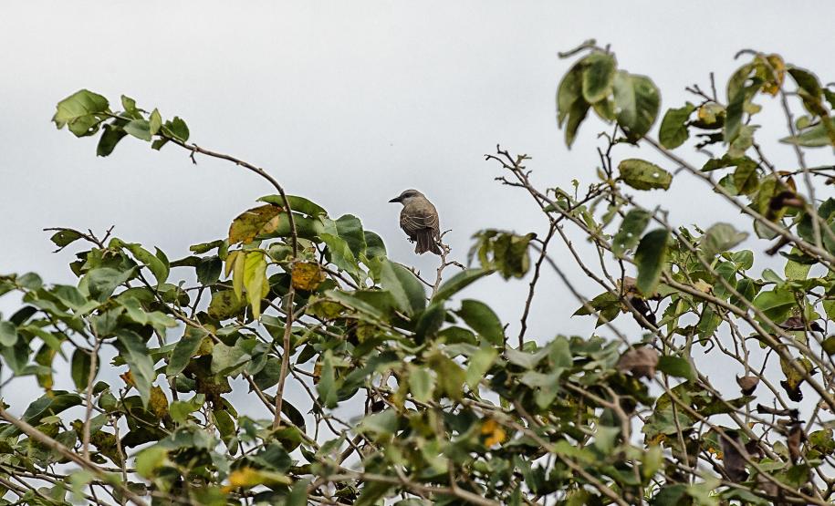 Foto de pássaros avistados durante o passarinhar