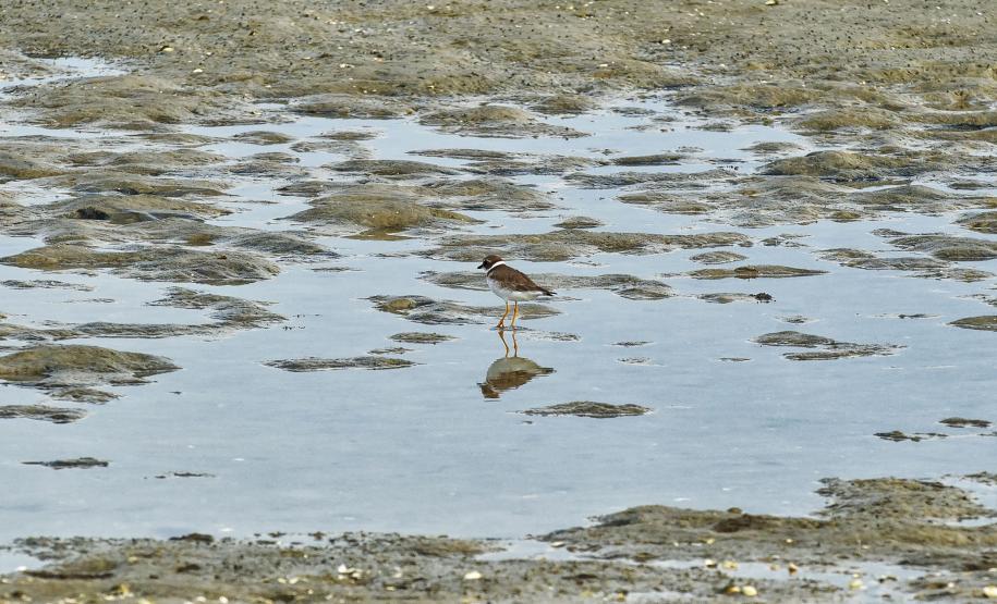 Foto de pássaros avistados durante o passarinhar