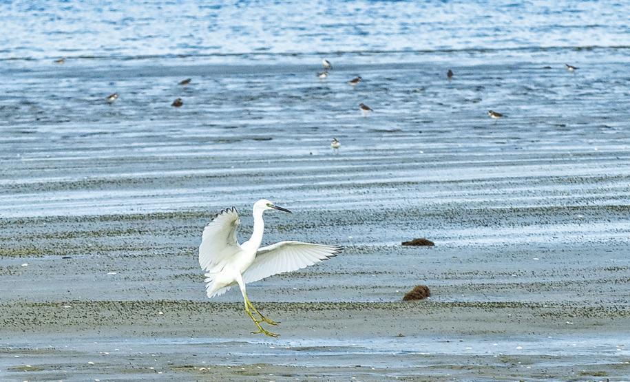 Foto de pássaros avistados durante o passarinhar