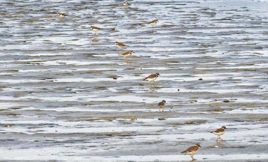 Foto de pássaros avistados durante o passarinhar