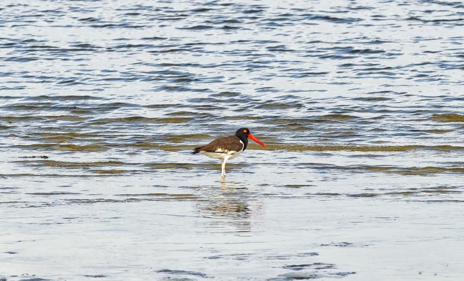Foto de pássaros avistados durante o passarinhar
