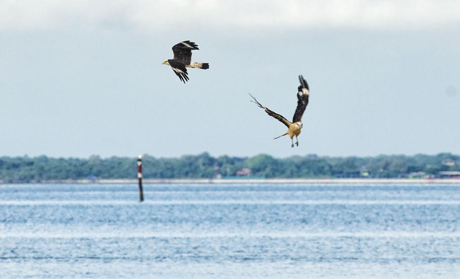 Foto de pássaros avistados durante o passarinhar