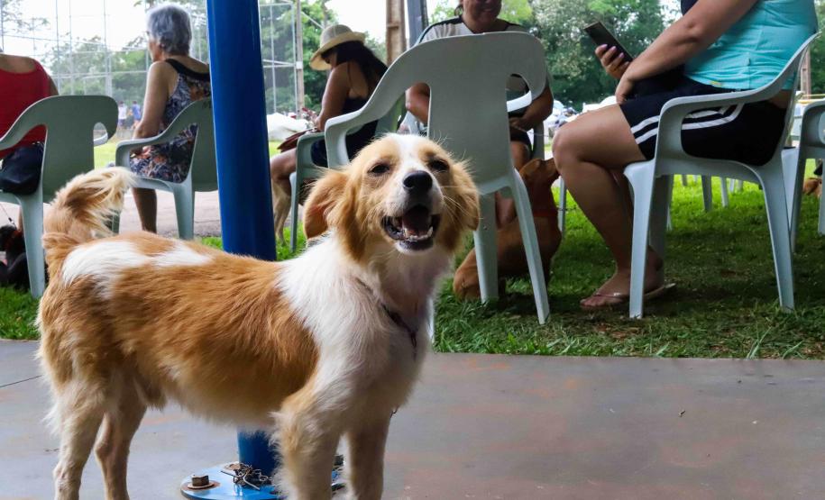 CASTRAPET ESTÁ DE VOLTA