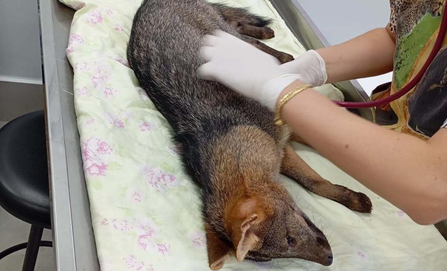 Foto de cachorro do mato resgatado em tratamento