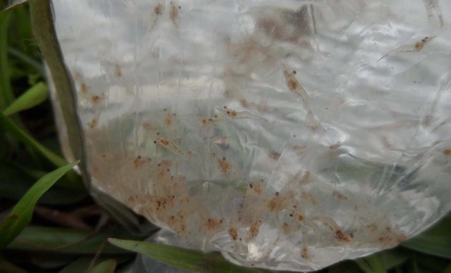 Fotos de camarões pescados