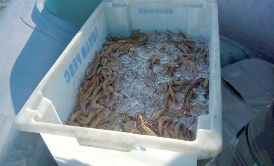 Fotos de camarões pescados