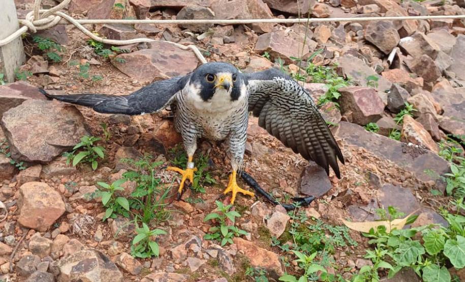 FALCÃO RESGATADO