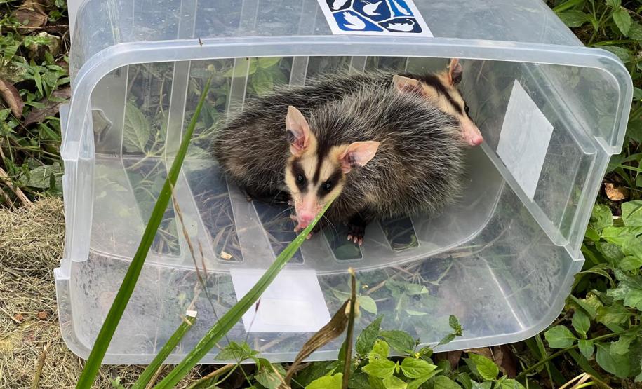 GAMBÁS RESGATADOS