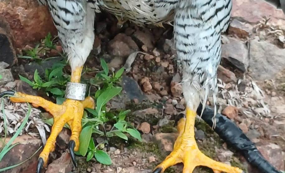 FALCÃO RESGATADO