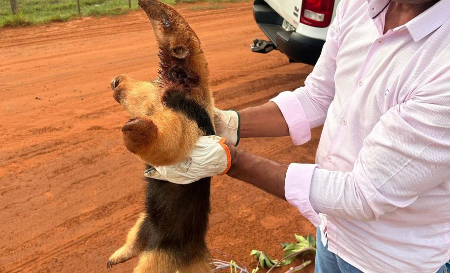 resgate tamandua