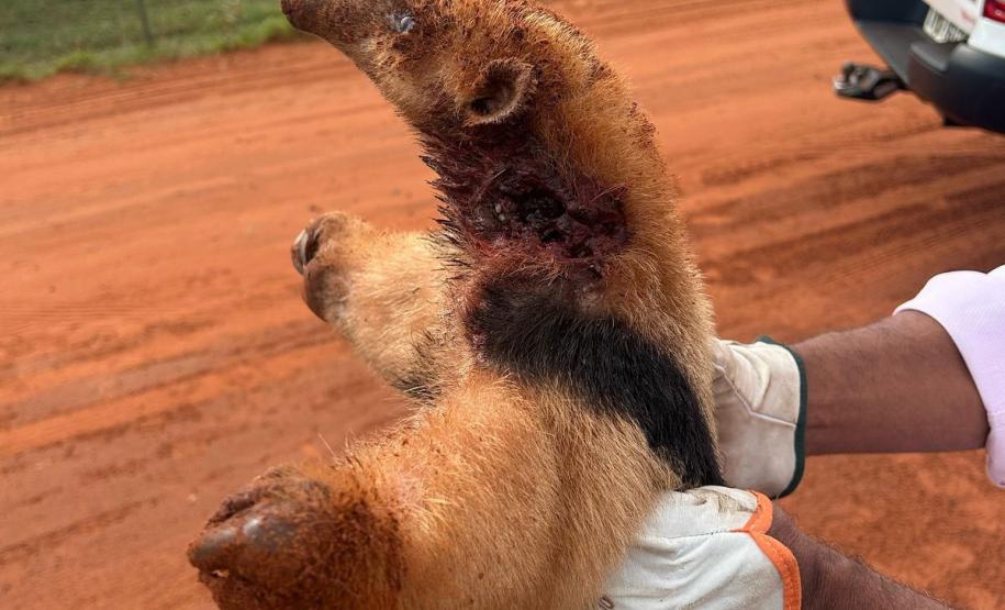 resgate tamandua