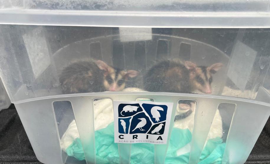 GAMBÁS RESGATADOS