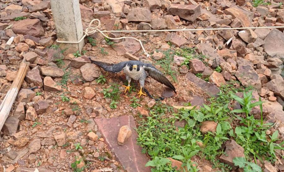 FALCÃO RESGATADO