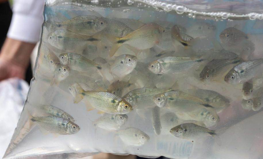 Foto de autoridades e crianças durante soltura de peixes
