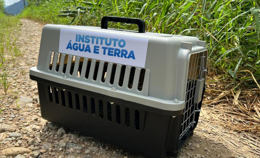 GATO DO MATO DEVOLVIDO