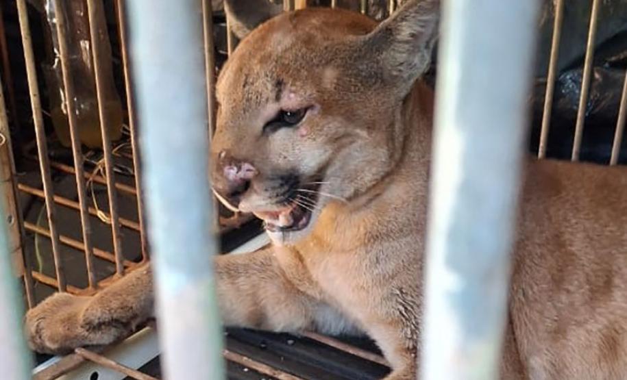 Técnicos do IAT capturam e soltam, no mesmo dia, onça-parda encontrada em Marialva
