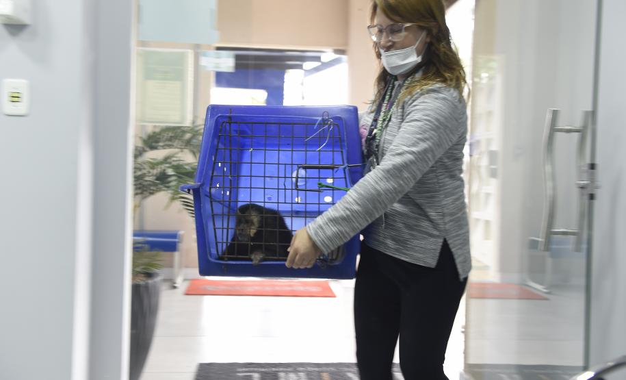 Foto de veterinários atendendo animais