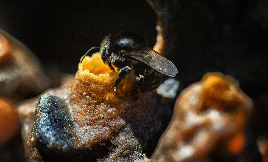 Foto de abelhas do Poliniza Paraná