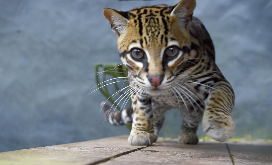Foto de onça pintada