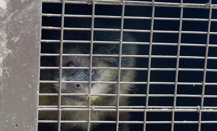 Foto de macacos passando por avaliação médica