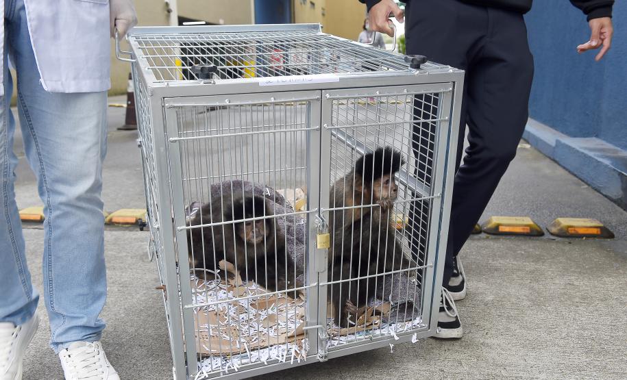 Foto de macacos passando por avaliação médica