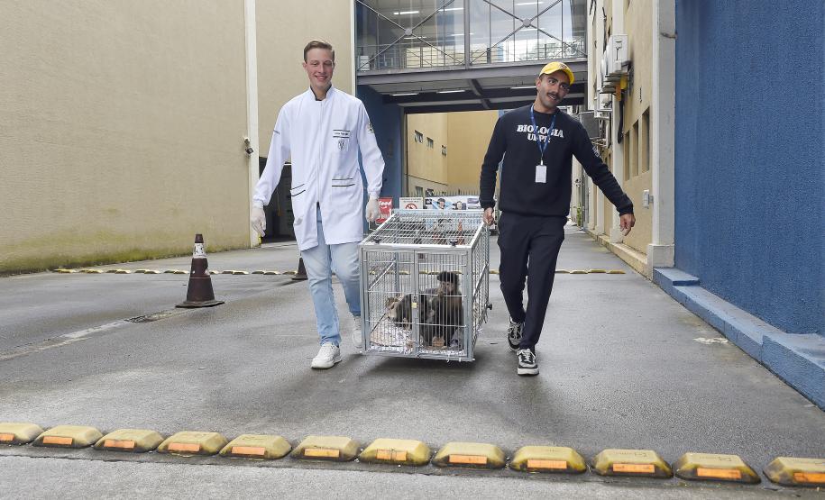 Foto de macacos passando por avaliação médica