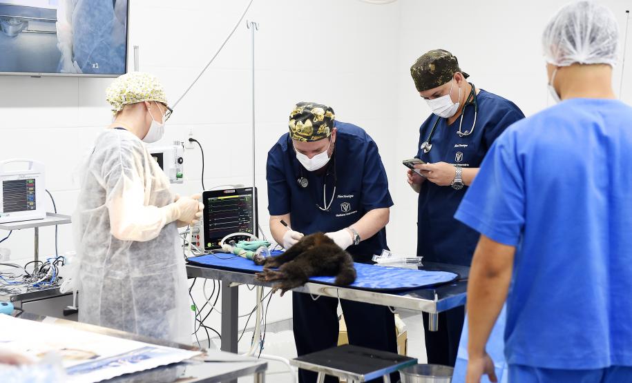 Foto de macacos passando por avaliação médica