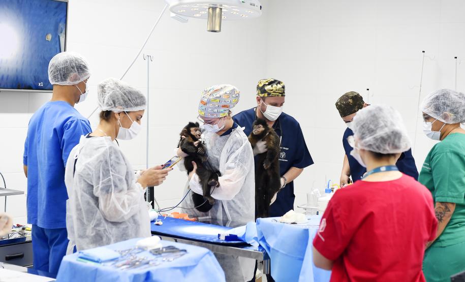 Foto de veterinários atendendo animais