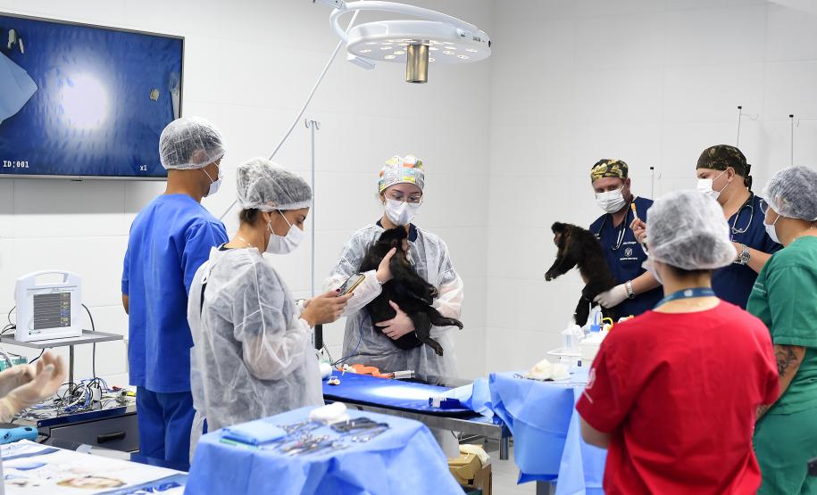 Foto de macacos passando por avaliação médica