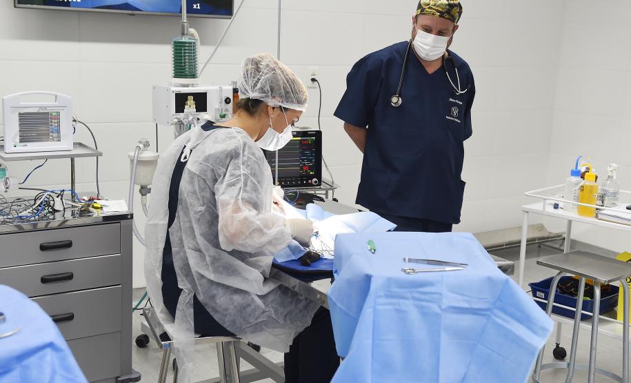 Foto de macacos passando por avaliação médica