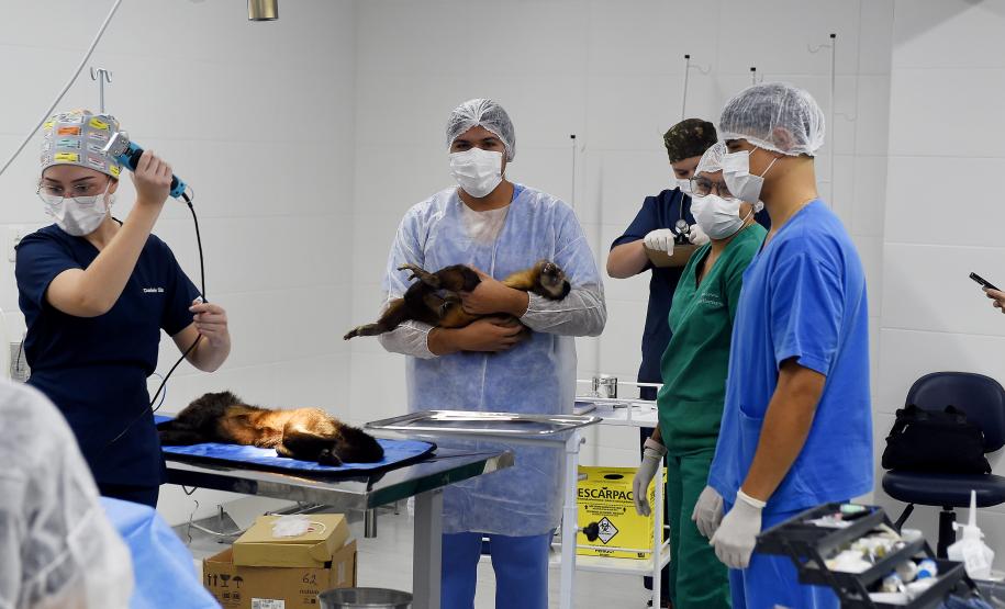 Foto de macacos passando por avaliação médica