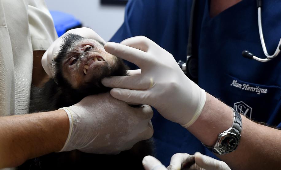 Foto de macacos passando por avaliação médica