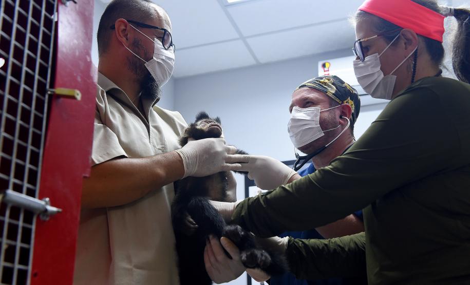 Foto de macacos passando por avaliação médica
