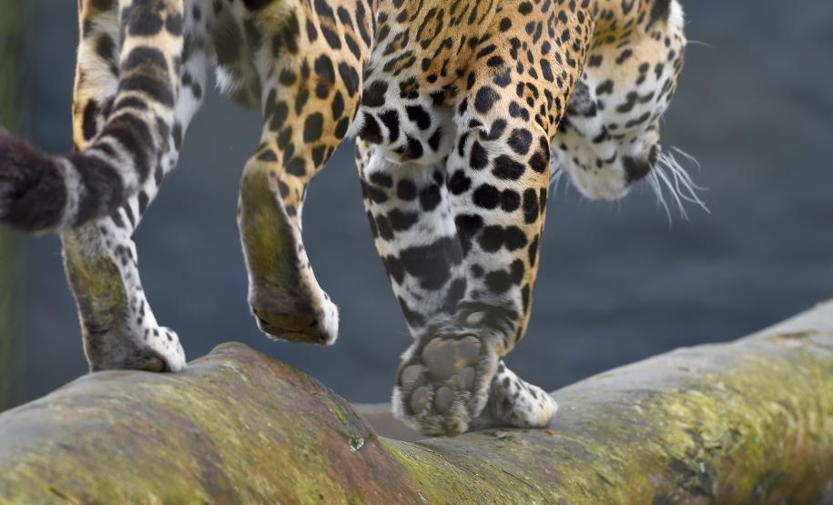 Foto de onça pintada