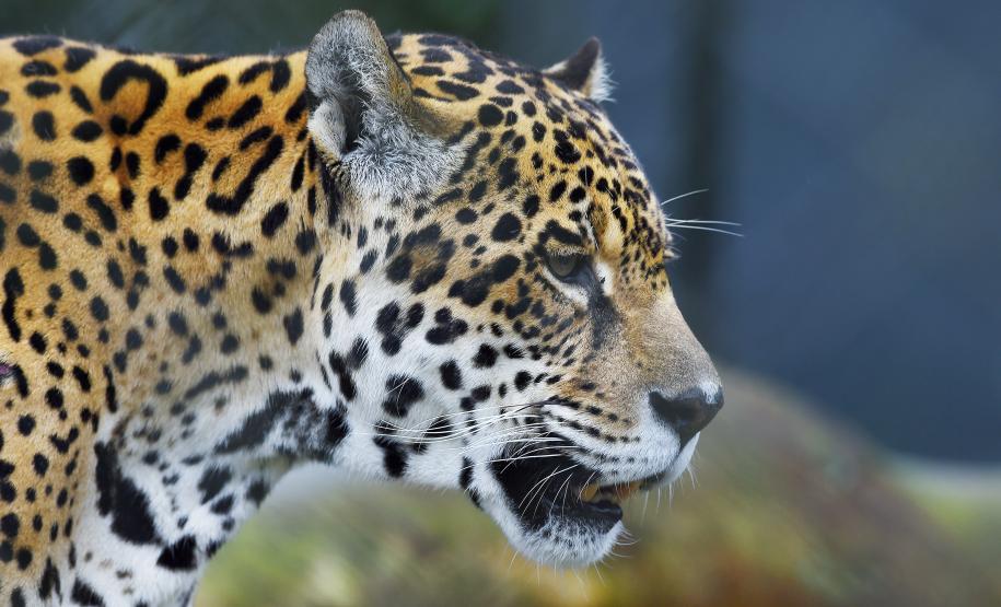 Foto de onça pintada