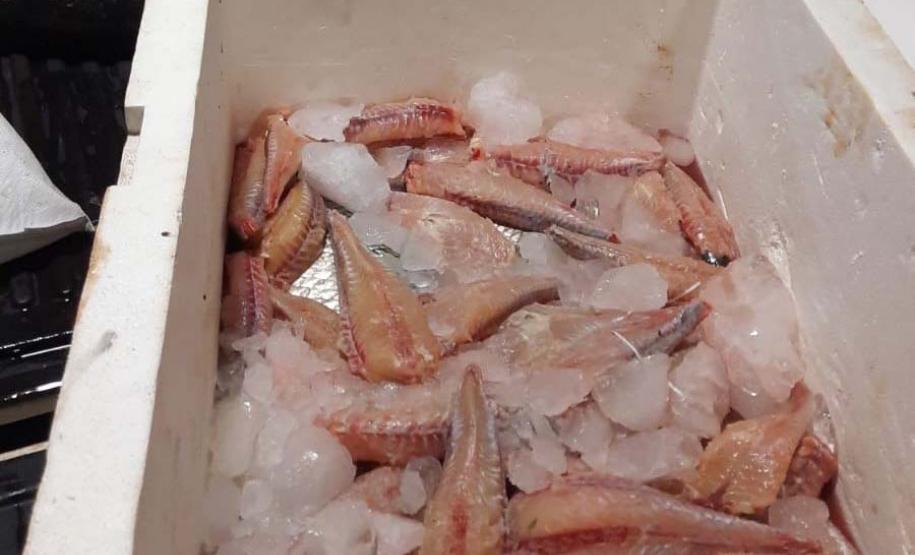 Foto de peixes apreendidos em operação