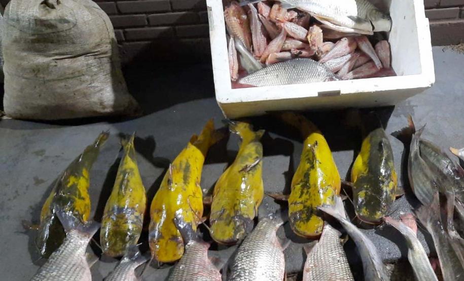 Foto de peixes apreendidos em operação