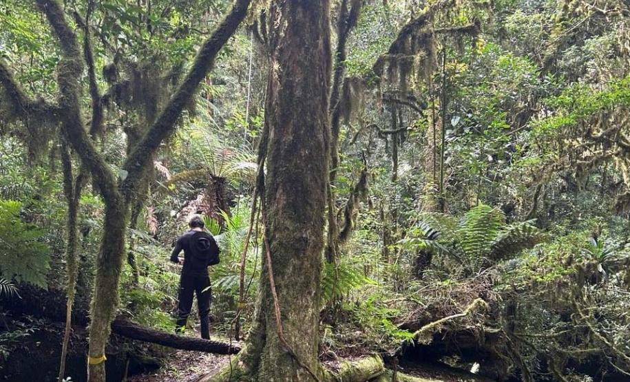 Foto de paisagem do Pico Paraná