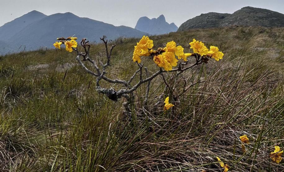 Foto de paisagem do Pico Paraná