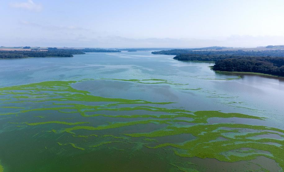 Foto de rio com algas