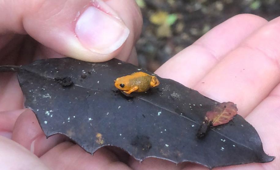 Foto de sapo só encontrado no Paraná