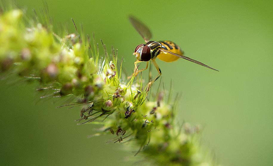Foto de abelhas do Poliniza Paraná