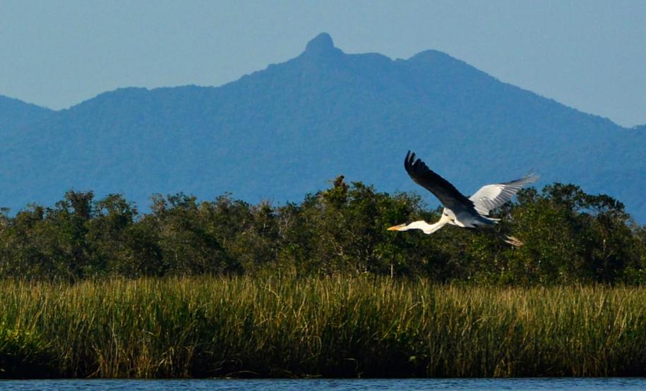Projeto Passarinhar Paraná