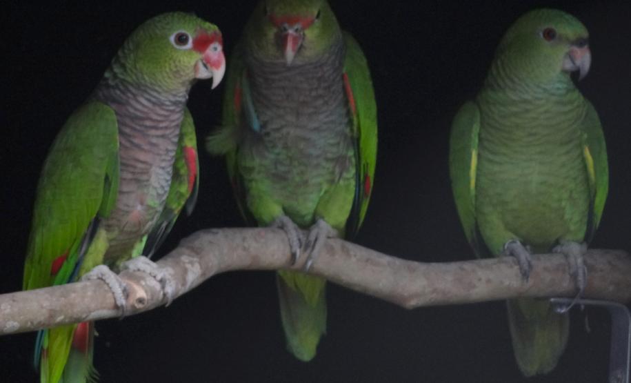 Foto de papagaios
