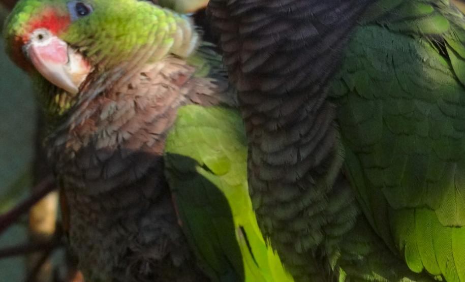 Foto de papagaios