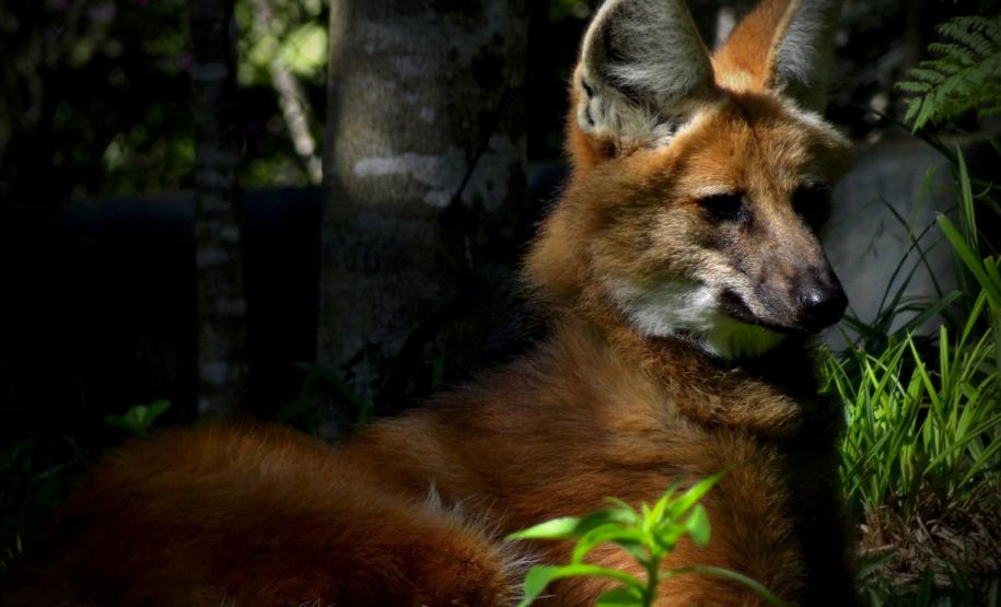 Foto de Lobo Guará