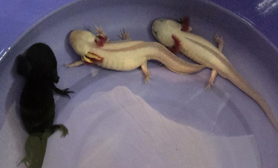 Foto de axolote resgatado