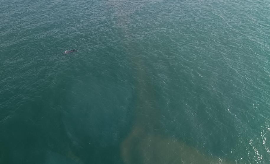 Foto aérea de golfinhos no mar
