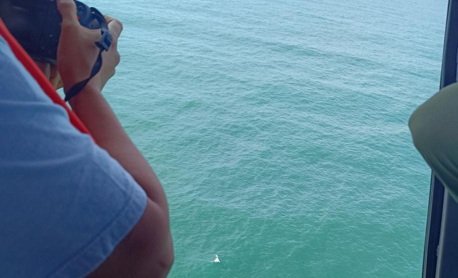 Foto aérea de golfinhos no mar