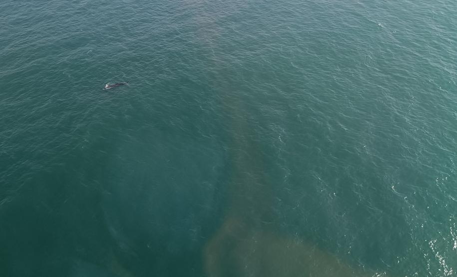 Foto aérea de golfinhos no mar